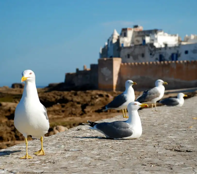 essaouira taxi